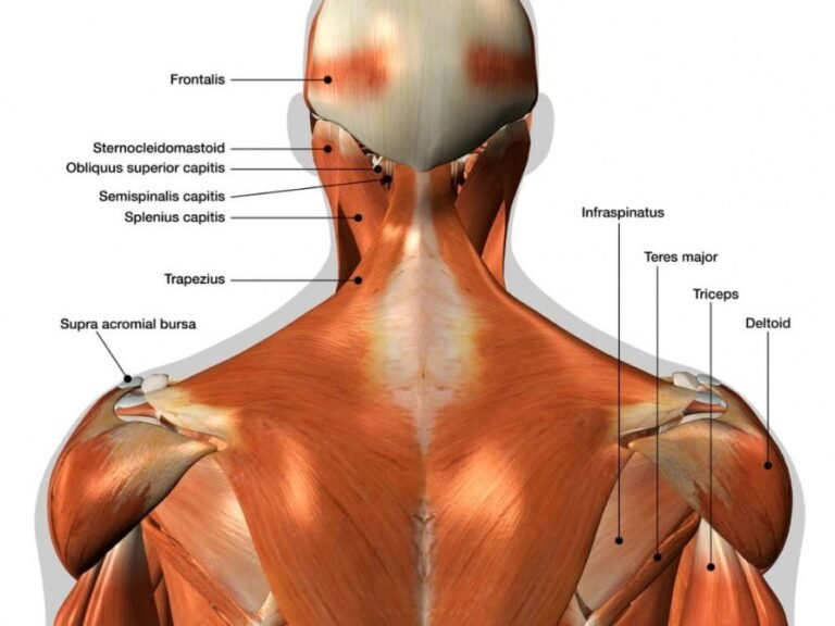 Image of Back Spasm Anatomy | Orchard Health Clinic